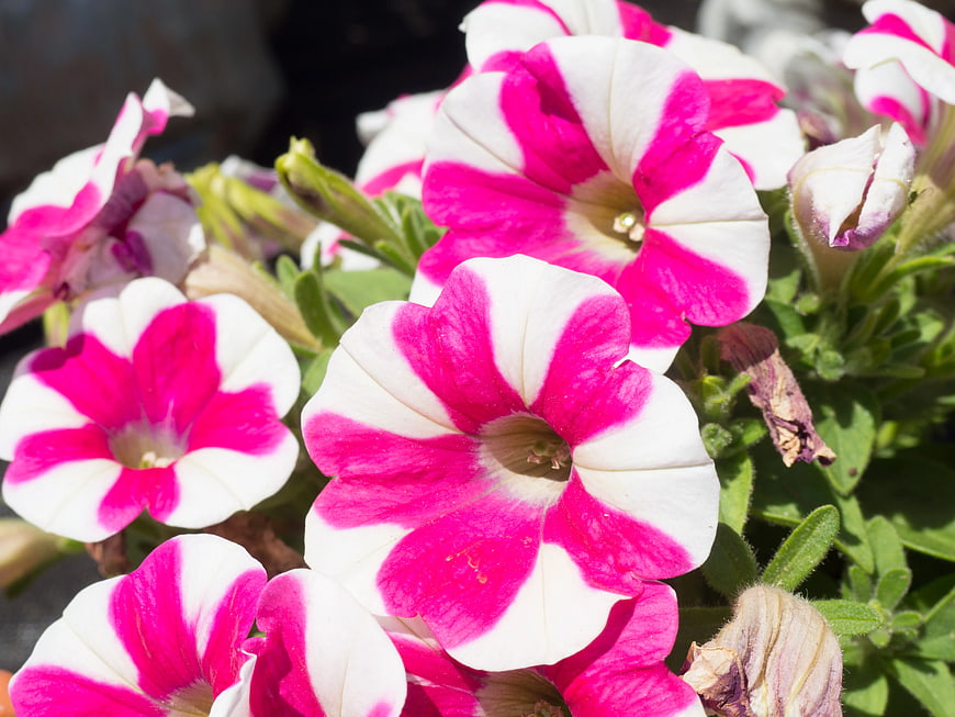Vibrant Pink and White Petunia Flowers in Bloom