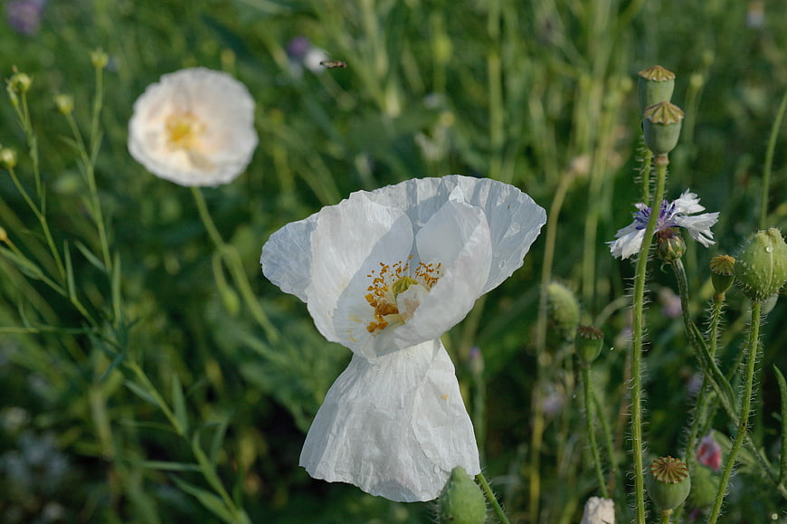 Close-up of White Poppy Flower in Green Meadow