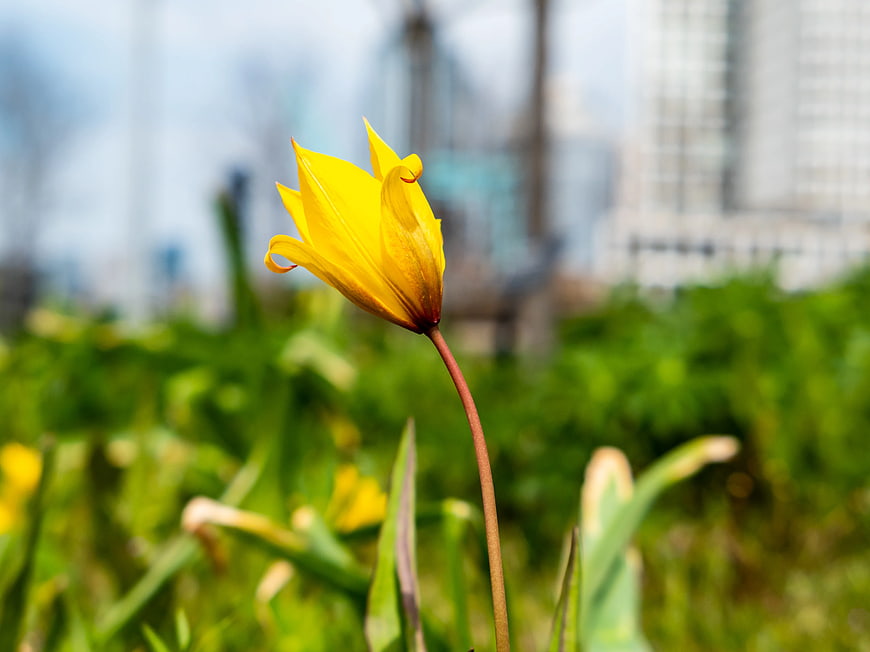 Yellow Tulip Flower in Spring Garden with City Background