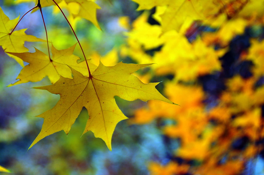 Close-up of yellow maple leaves in autumn