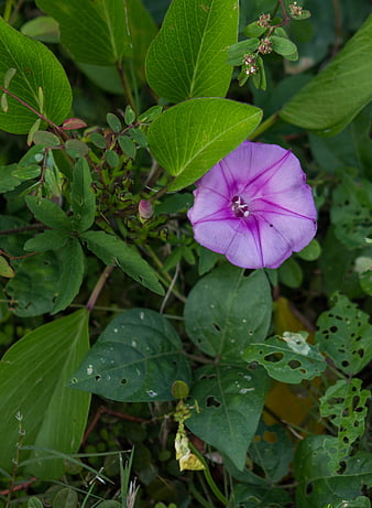 Purple Morning Glory Flower in Green Foliage