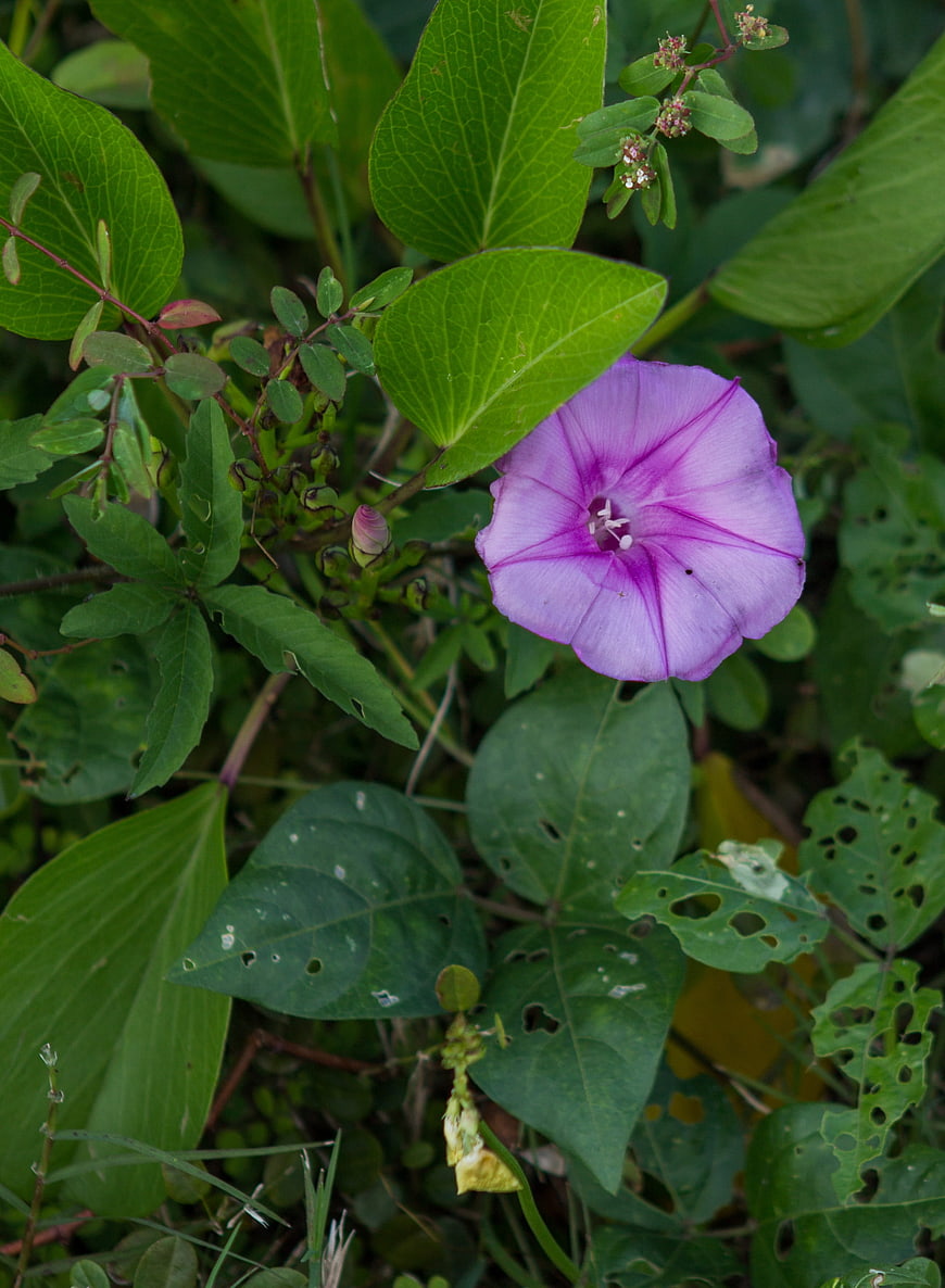 Purple Morning Glory Flower in Green Foliage