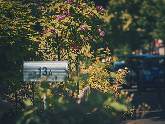 Rustic Mailbox 13A Surrounded by Blooming Roses and Greenery