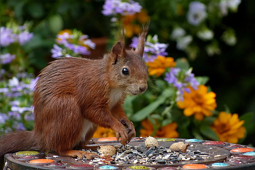 Red squirrel eating seeds on a garden bird table
