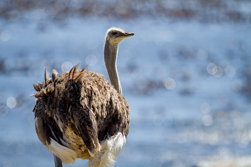 Close-up of an ostrich with blurred blue background