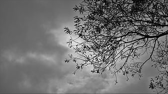 Black and White Tree Branches Silhouette Against Cloudy Sky