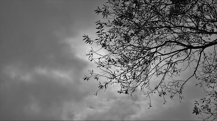 Black and White Tree Branches Silhouette Against Cloudy Sky