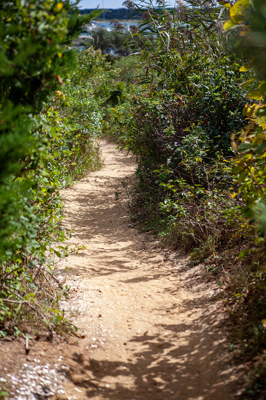 Sandy hiking trail through green bushes leading to water