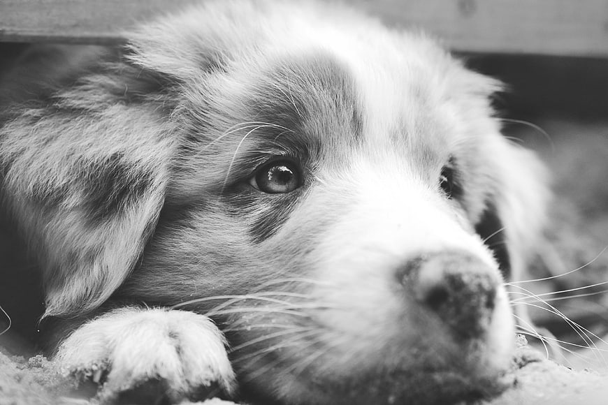 Close-up Black and White Portrait of a Puppy