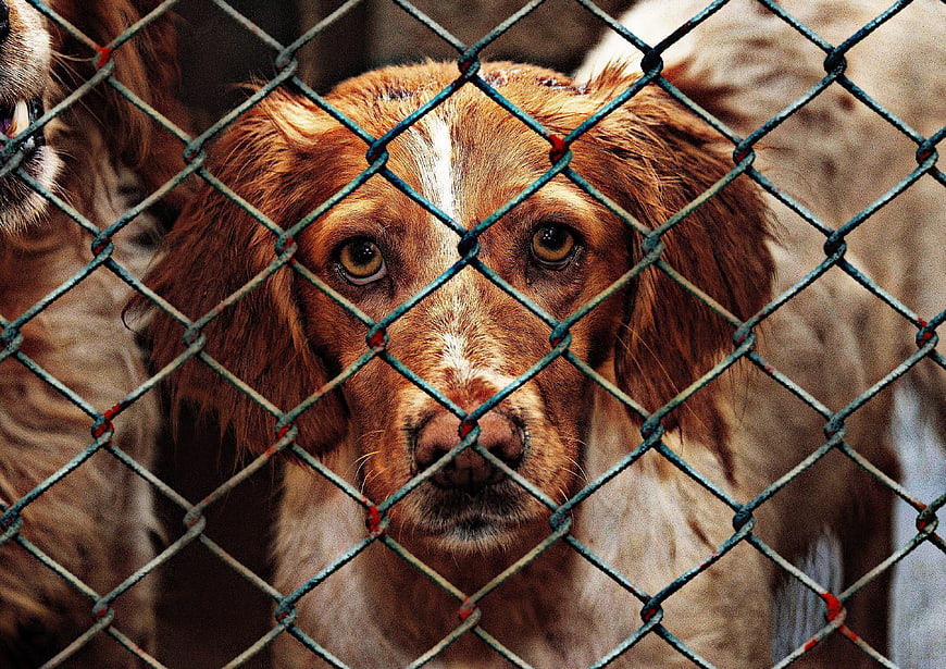 Sad brown dog looking through chain link fence