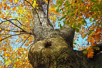 Low angle view of oak tree trunk with golden autumn leaves