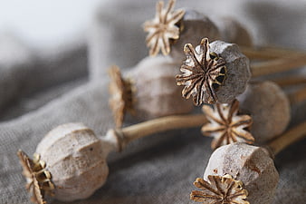 Dried Poppy Pods on Textured Linen Background