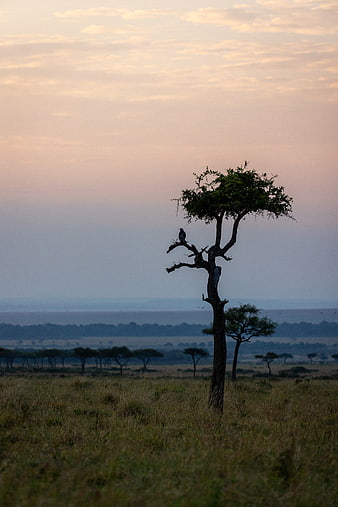 Lone Acacia Tree with Perched Bird at Sunset