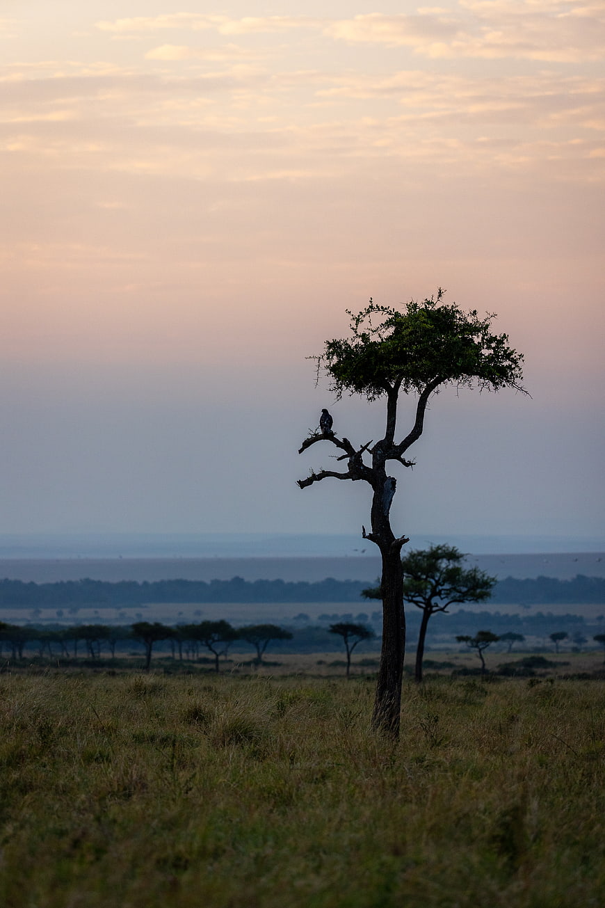 Lone Acacia Tree with Perched Bird at Sunset