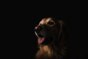 Portrait of a Golden Retriever on a Black Background