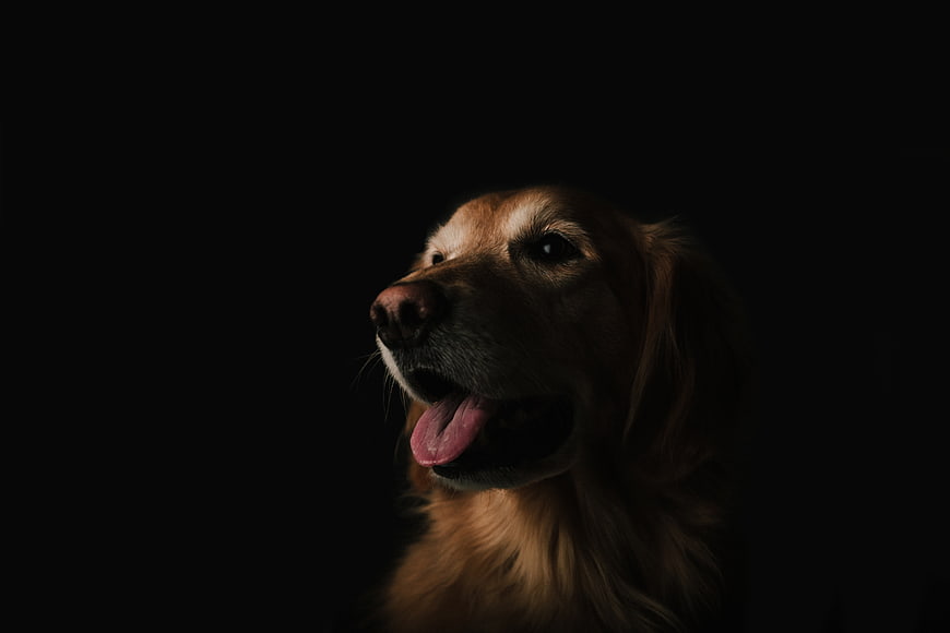 Portrait of a Golden Retriever on a Black Background