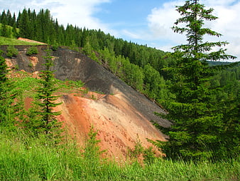Landscape of a forested hillside with exposed reddish soil and pine trees