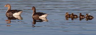 Greylag Geese Family Swimming with Goslings on Calm Lake