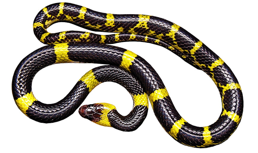 Isolated Black and Yellow Snake on White Background