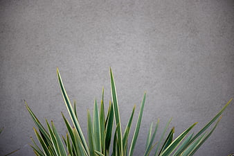 Green variegated plant leaves against gray concrete wall background