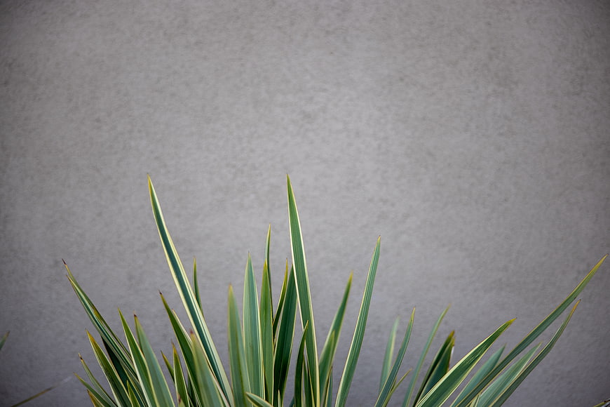 Green variegated plant leaves against gray concrete wall background
