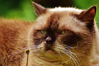Close-up portrait of a grumpy Himalayan cat outdoors