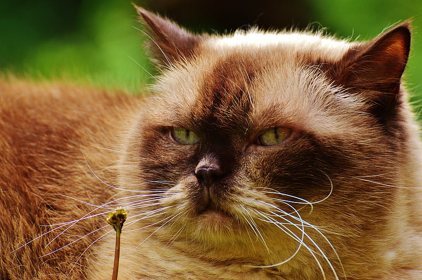 Close-up portrait of a grumpy Himalayan cat outdoors