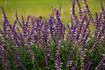 Vibrant purple salvia flowers in a lush green garden field