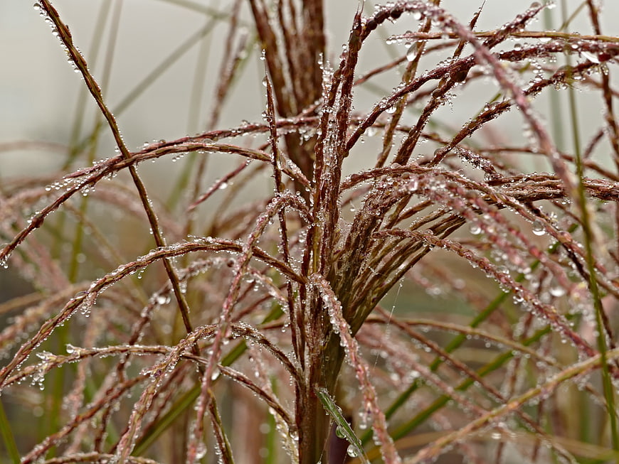 Close-up of brown ornamental grass with water droplets