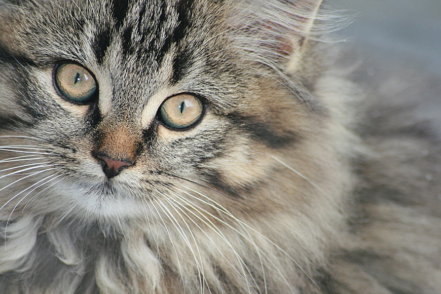 Close-up portrait of a fluffy tabby kitten with green eyes