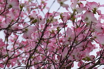 Pink dogwood blossoms blooming on branches against sky