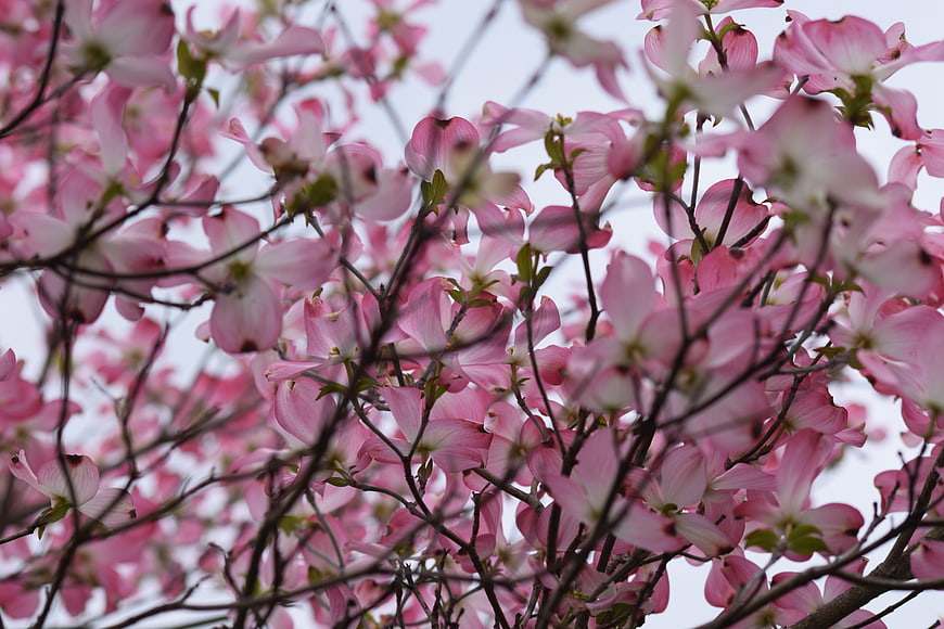 Pink dogwood blossoms blooming on branches against sky