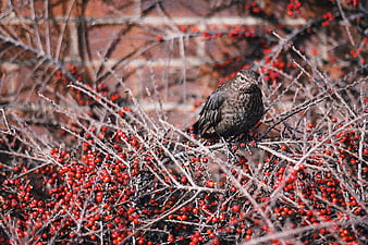 Bird perched on red berry branches in winter