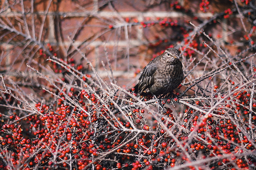 Bird perched on red berry branches in winter