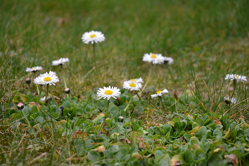 White Daisies Blooming in Green Meadow Grass