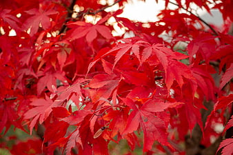 Vibrant Red Japanese Maple Leaves in Autumn