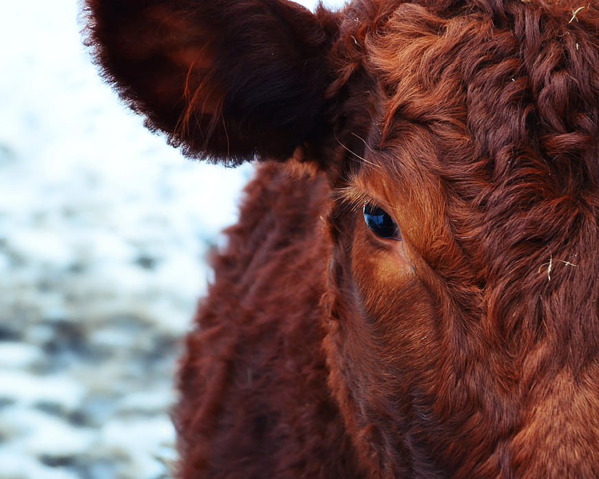 Close-up of a brown calf with curly fur in snow