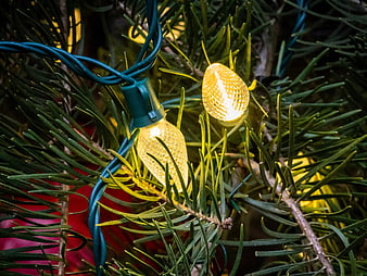 Close-up of warm white Christmas lights on pine tree branches