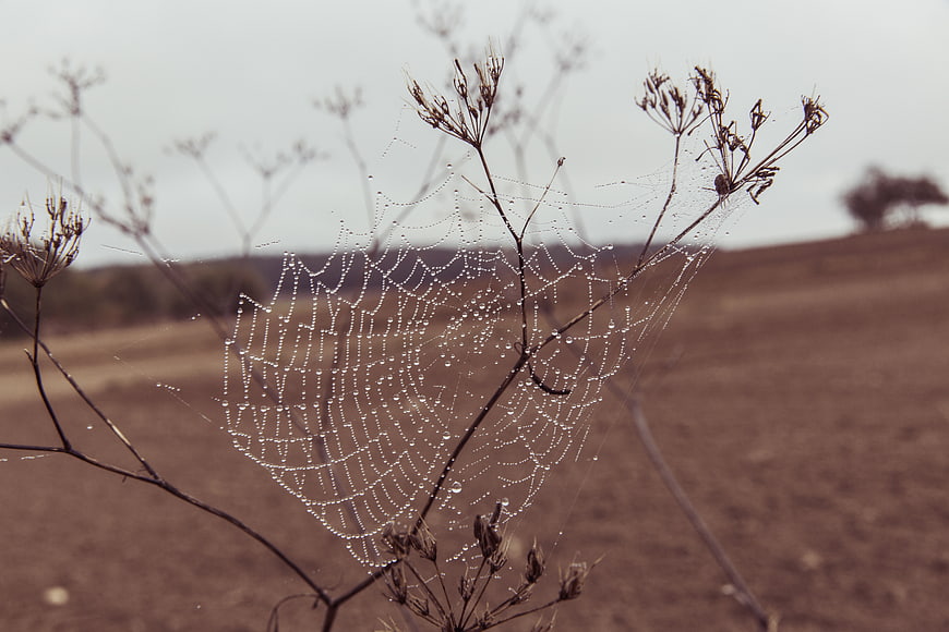 Spider web with dew drops on dried plant in field