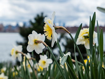 White and Yellow Daffodils Blooming Near Water