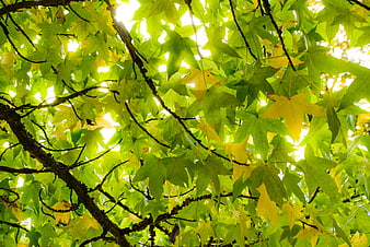 Sunlight shining through green and yellow maple leaves