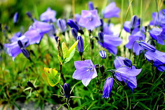 Vibrant Purple Bellflowers in a Lush Green Meadow