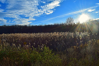 Sunlit reed field with blue sky and sunburst
