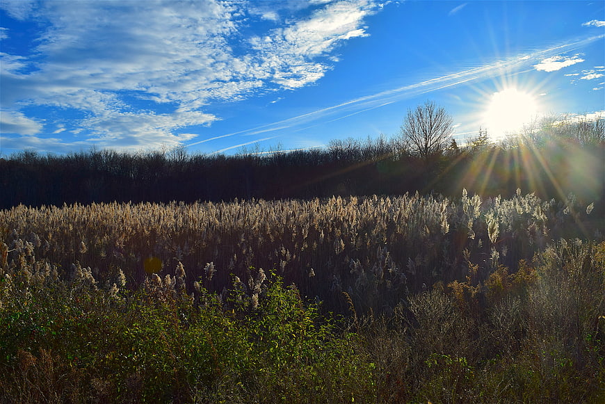 Sunlit reed field with blue sky and sunburst