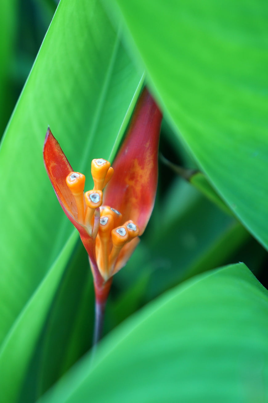 Close-up of Heliconia Flower with Bright Green Leaves