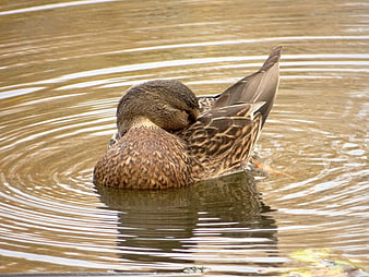 Brown duck preening feathers in rippling pond water