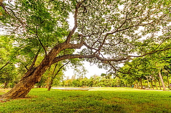 Low angle view of large tree in green park