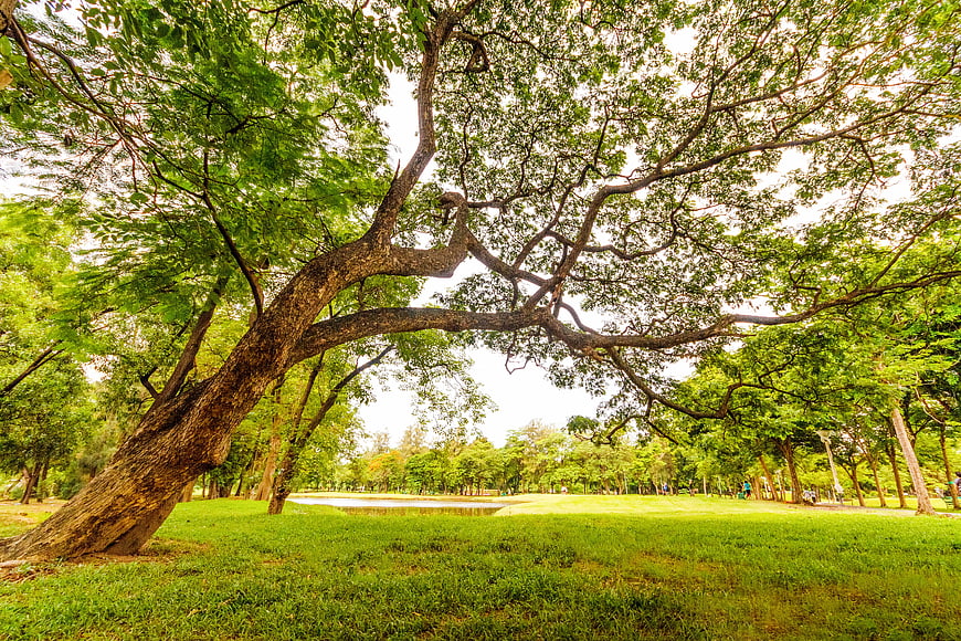 Low angle view of large tree in green park
