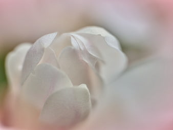 Soft Focus Macro of White Magnolia Petals