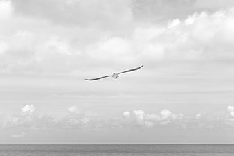 Black and white seagull flying over ocean horizon